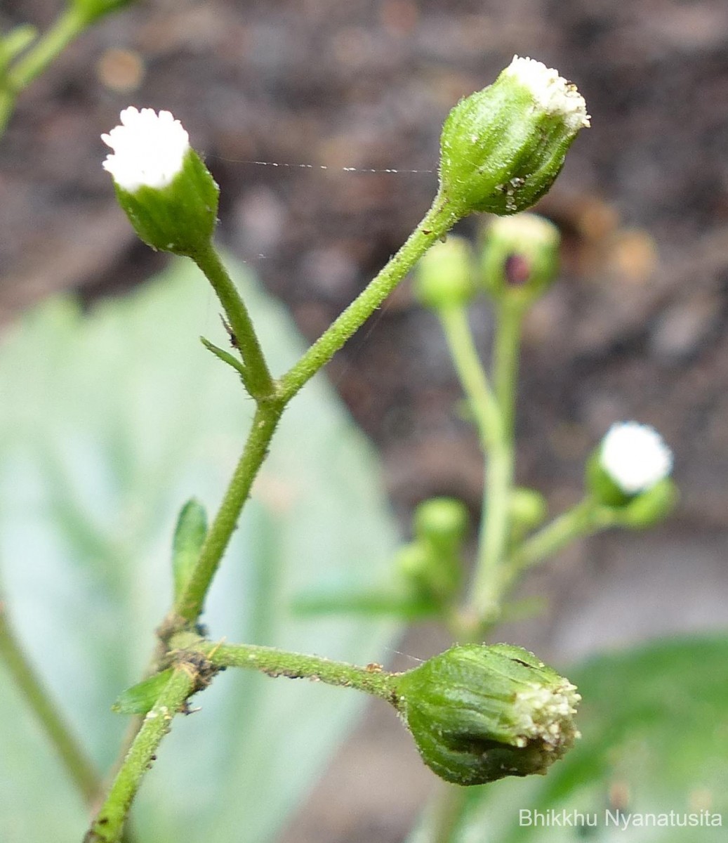 Adenostemma lavenia (L.) Kuntze